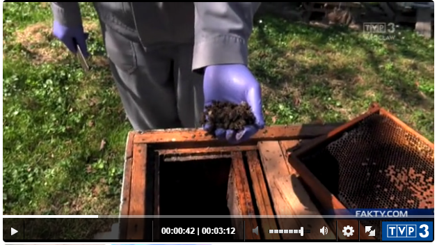 pomor pszczol karkonosze