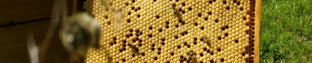 Nyskie Stowarzyszenie Pszczelarzy im. ks. dr Jana Dzierżona